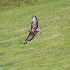 Bussard