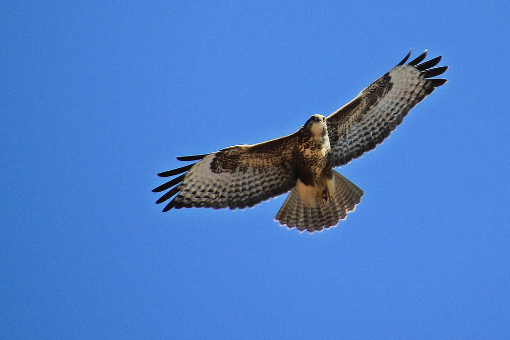 Bussard