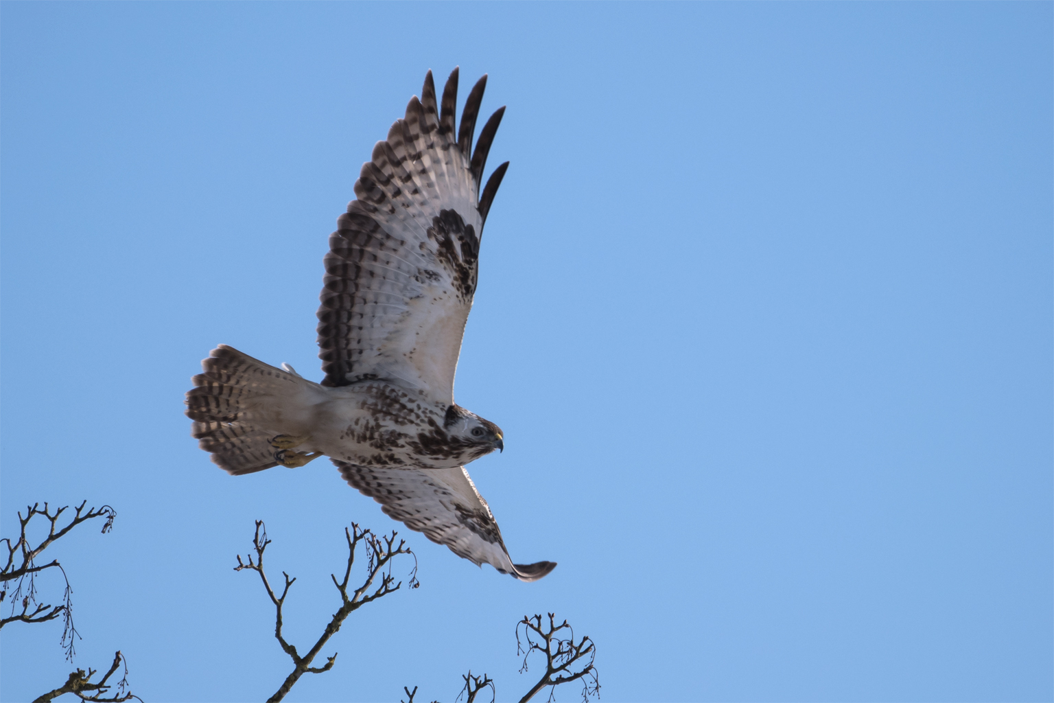 Bussard