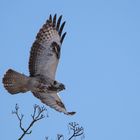 Bussard