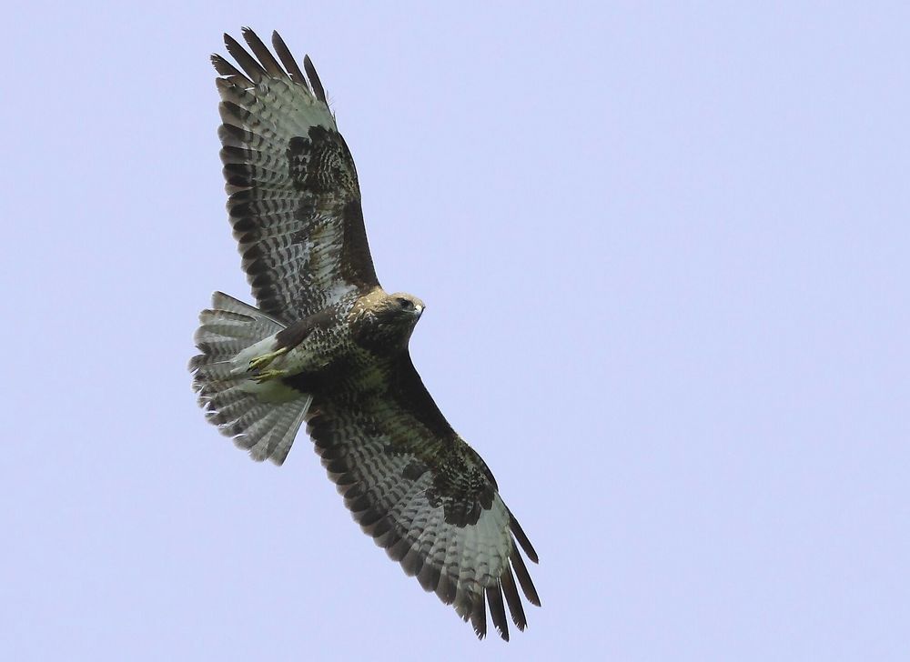 Bussard