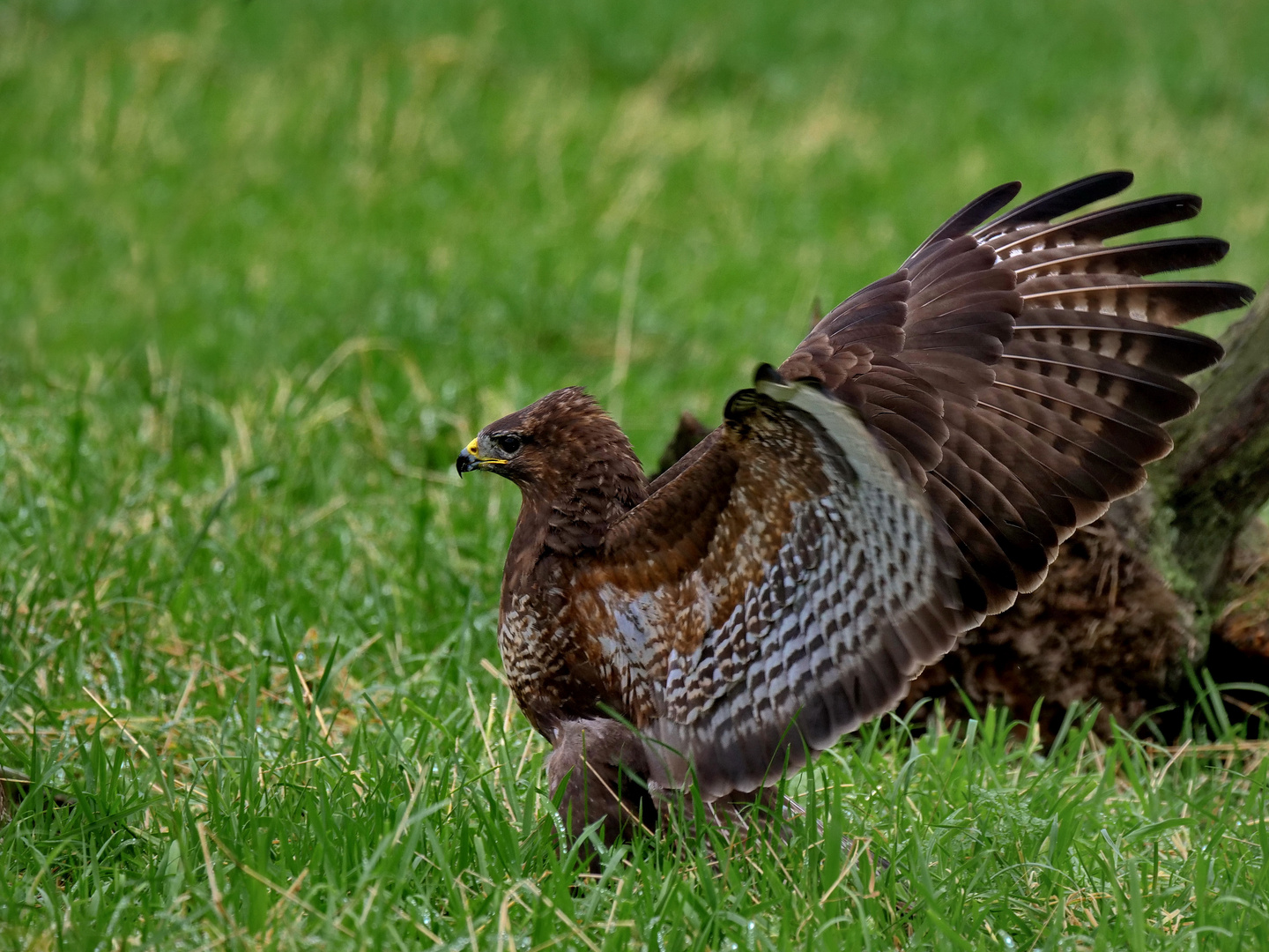 Bussard...