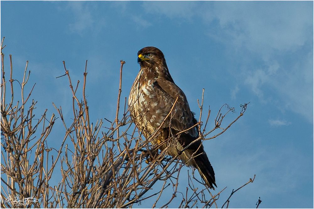 Bussard