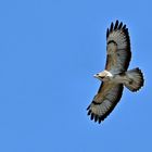 Bussard