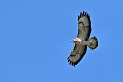 Bussard