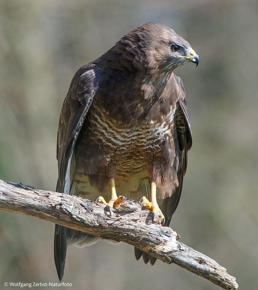 Bussard Foto & Bild fotos, natur, tiere Bilder auf