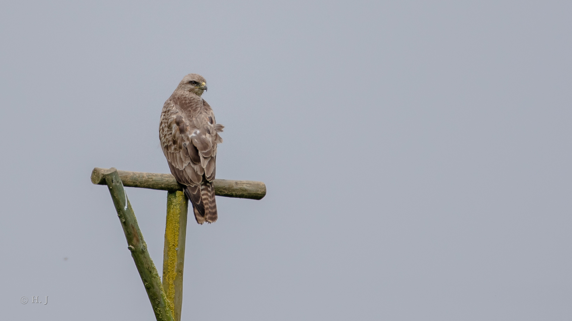 Bussard