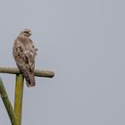 Bussard