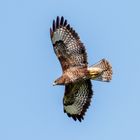 Bussard