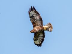 Bussard