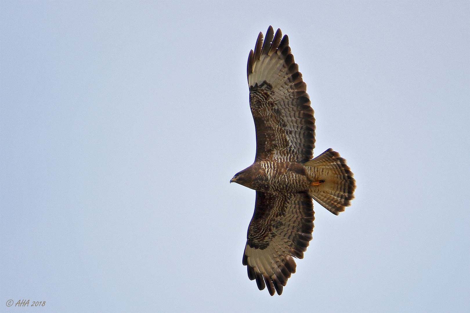 Bussard