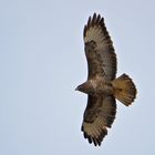 Bussard