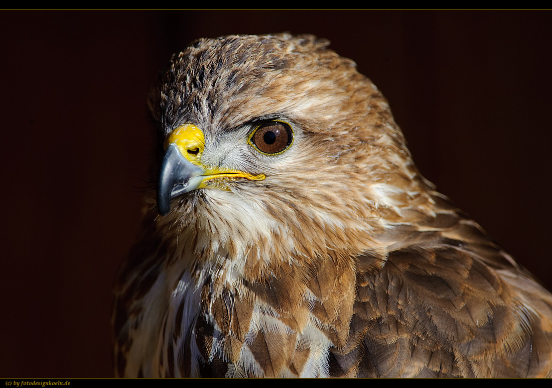 Bussard