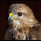 Bussard