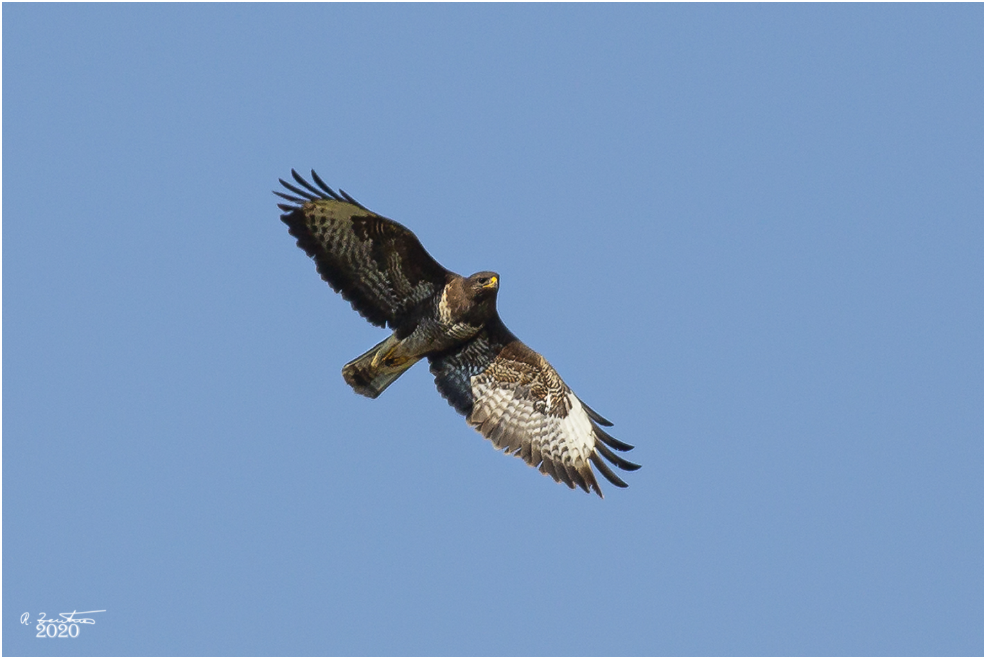 Bussard