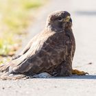 Bussard