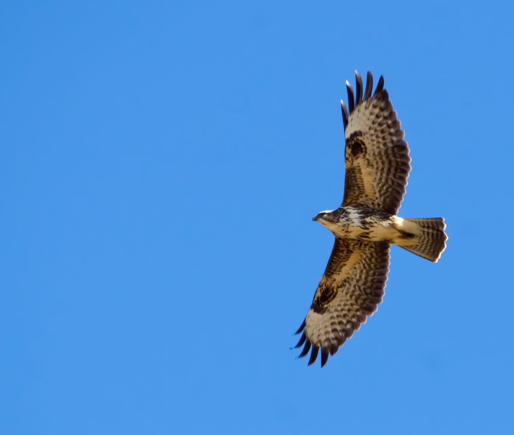 Bussard