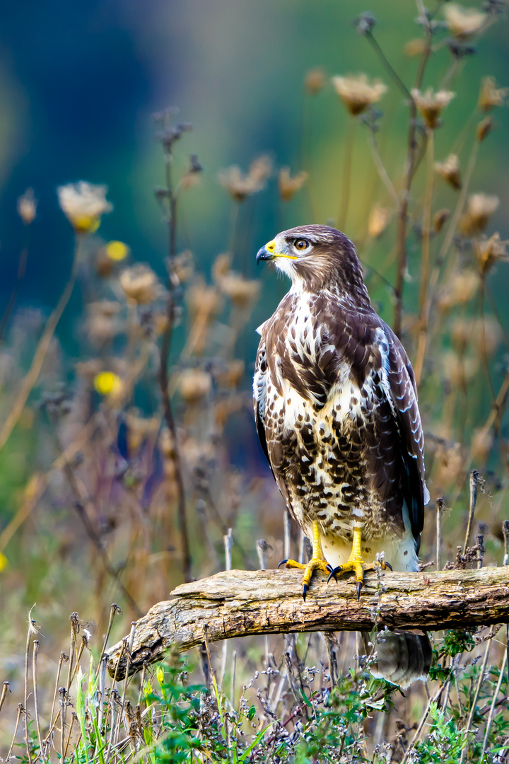 Bussard