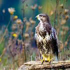 Bussard