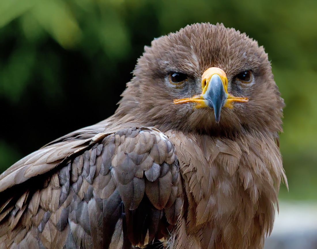 Bussard