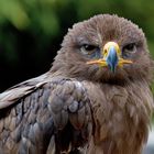 Bussard