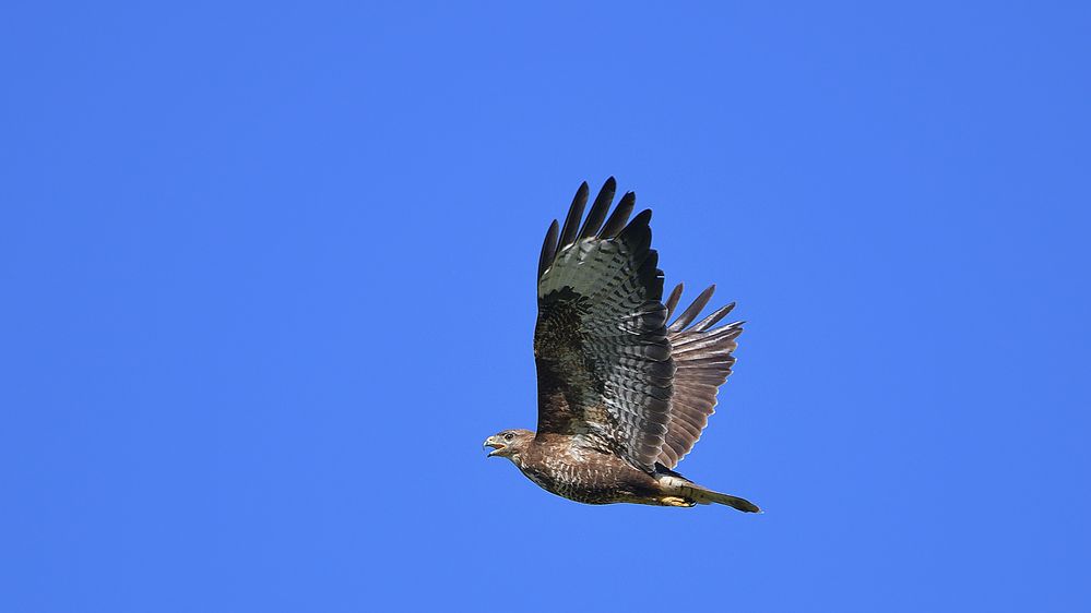 Bussard