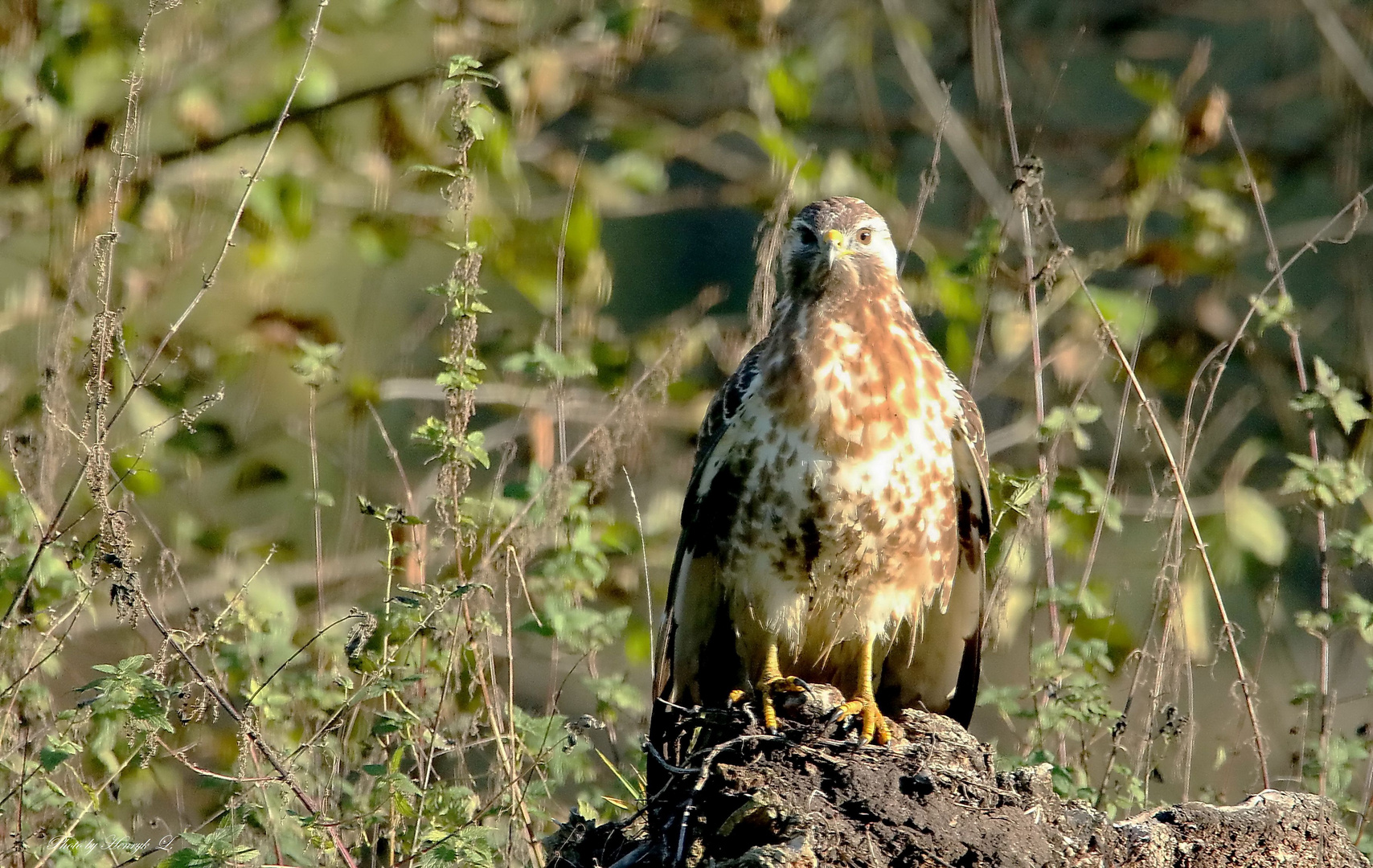 Bussard