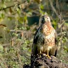 Bussard