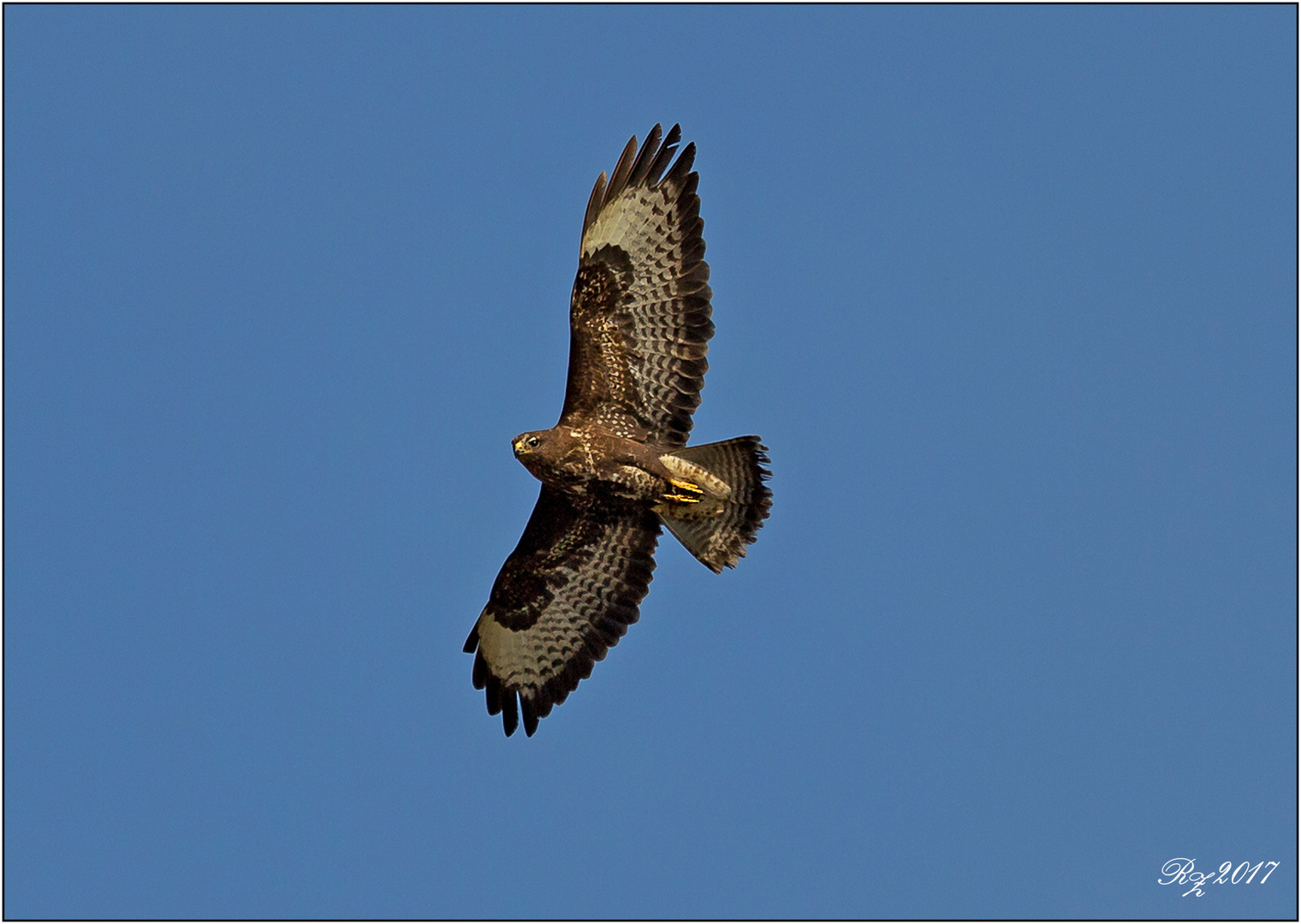 Bussard