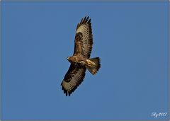 Bussard