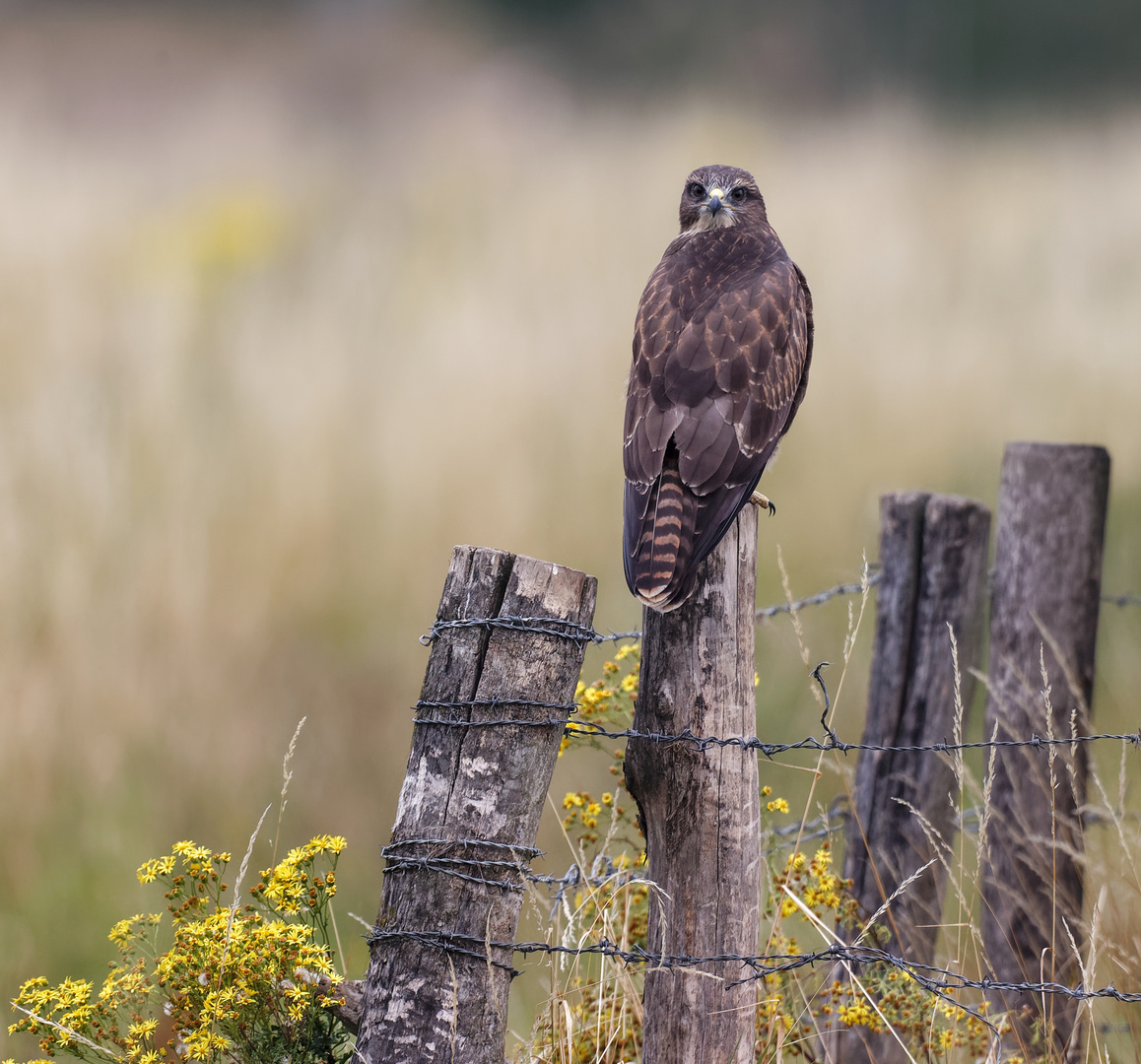 Bussard