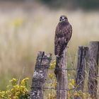 Bussard