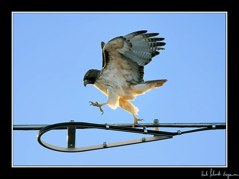 Bussard Ballett