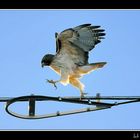 Bussard Ballett