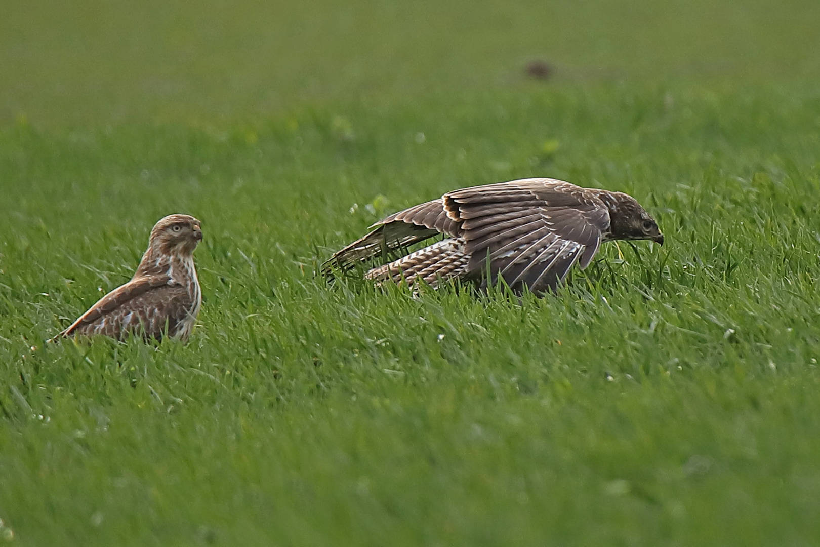 Bussard Balz