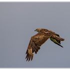 Bussard