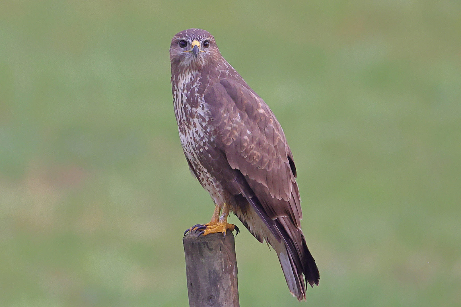 Bussard