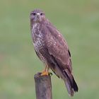 Bussard