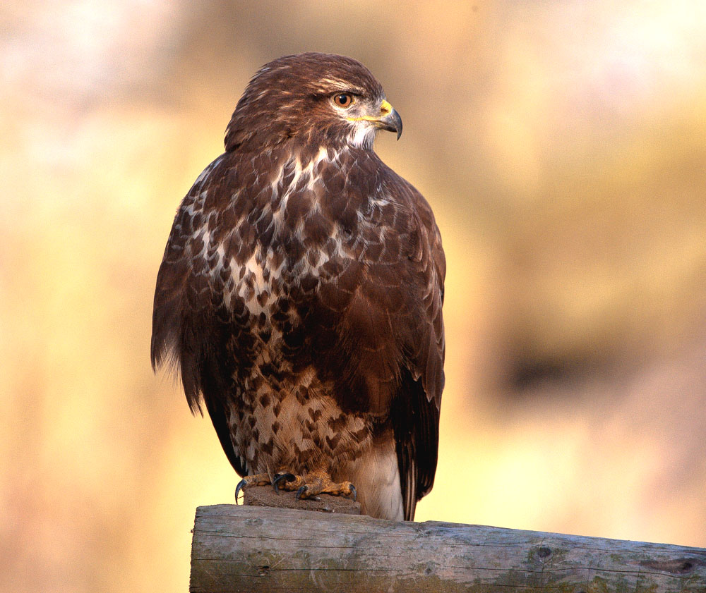 Bussard