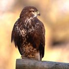 Bussard