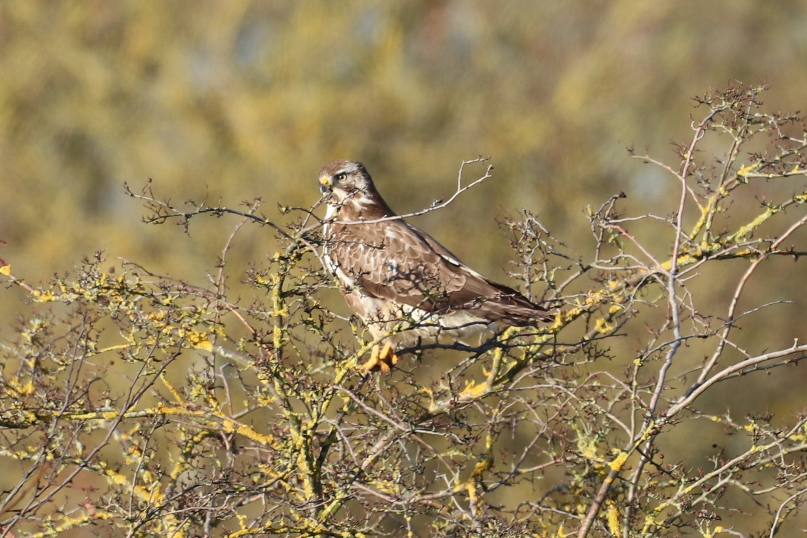 Bussard