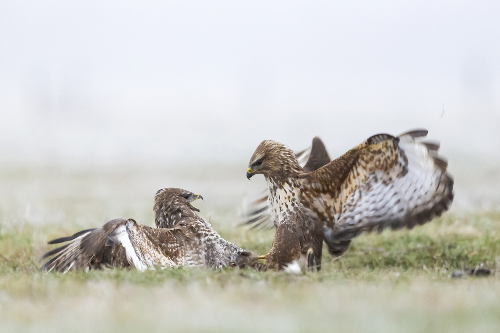 Bussard