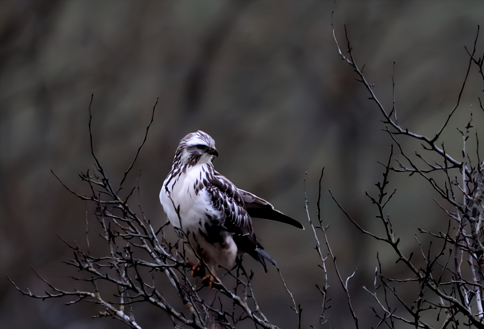 Bussard