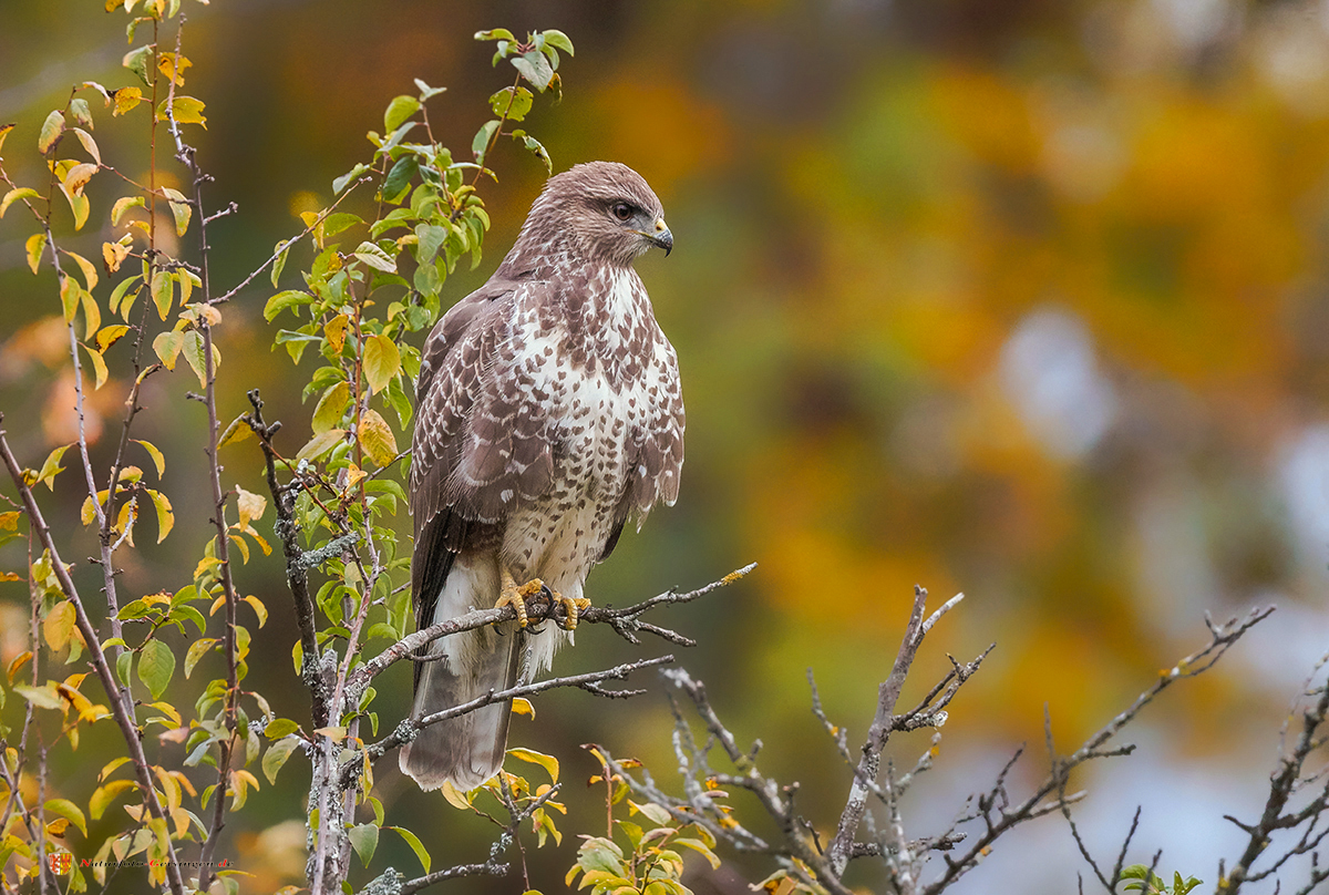 Bussard