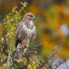 Bussard