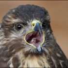 Bussard