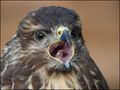 Bussard von Robert R.. 