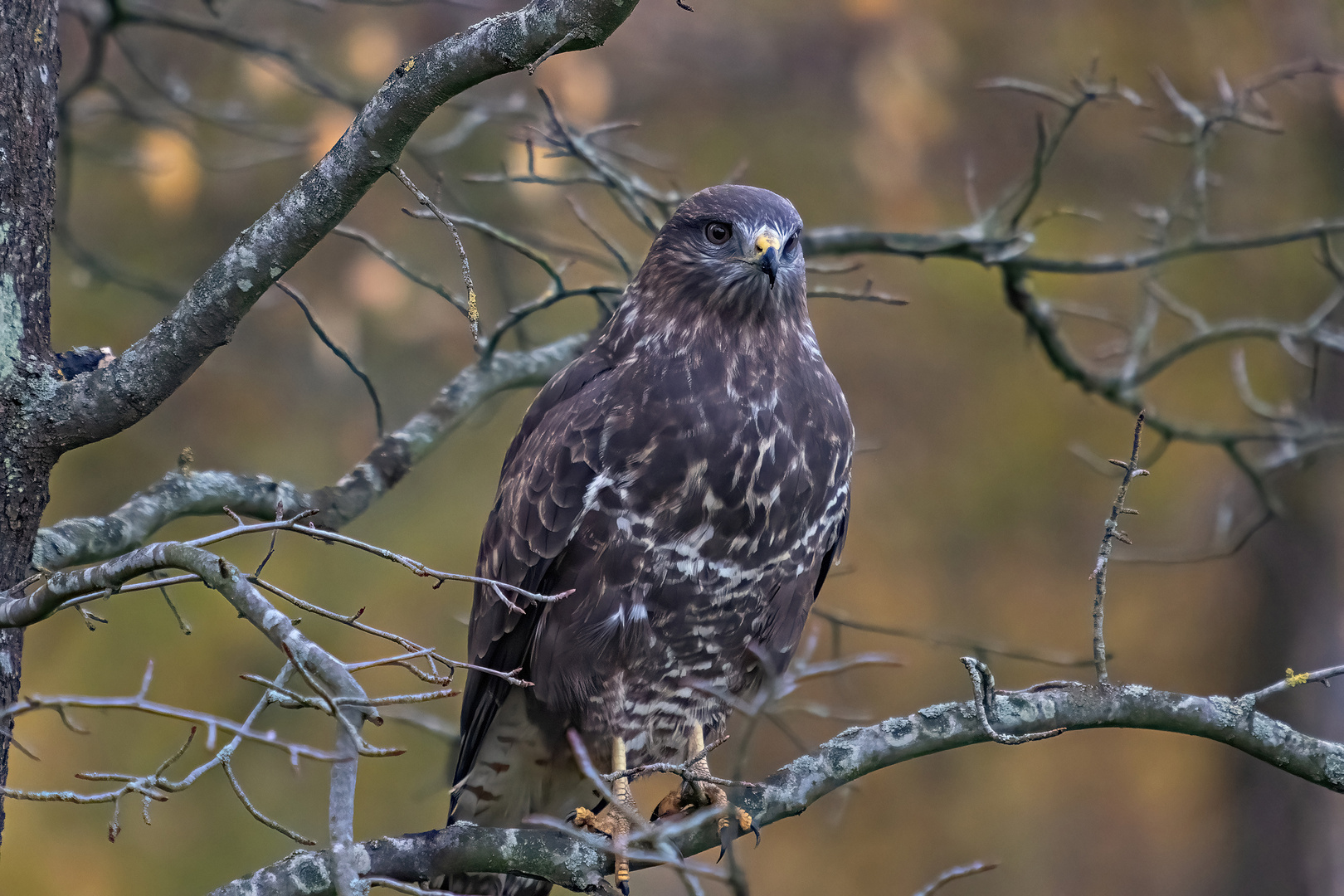 Bussard