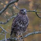 Bussard