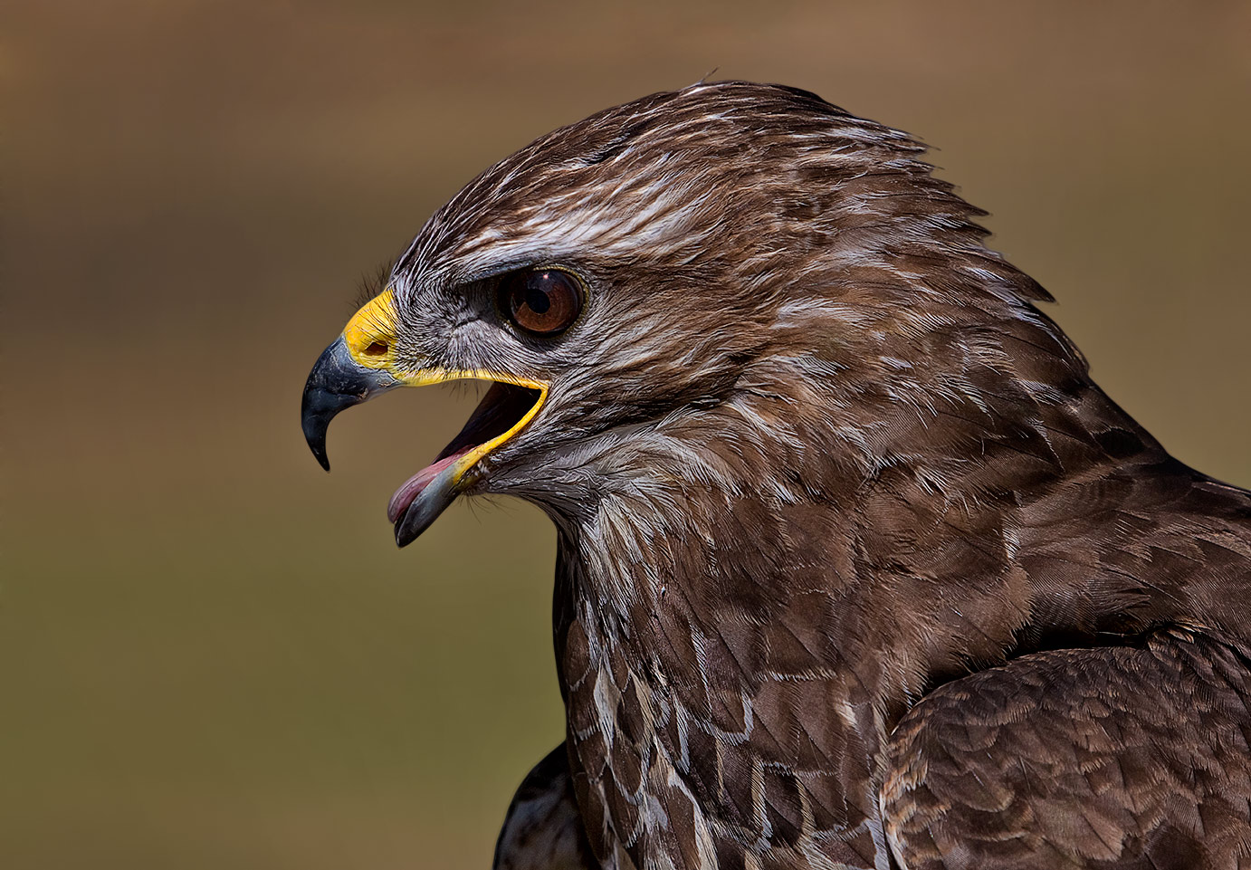 Bussard